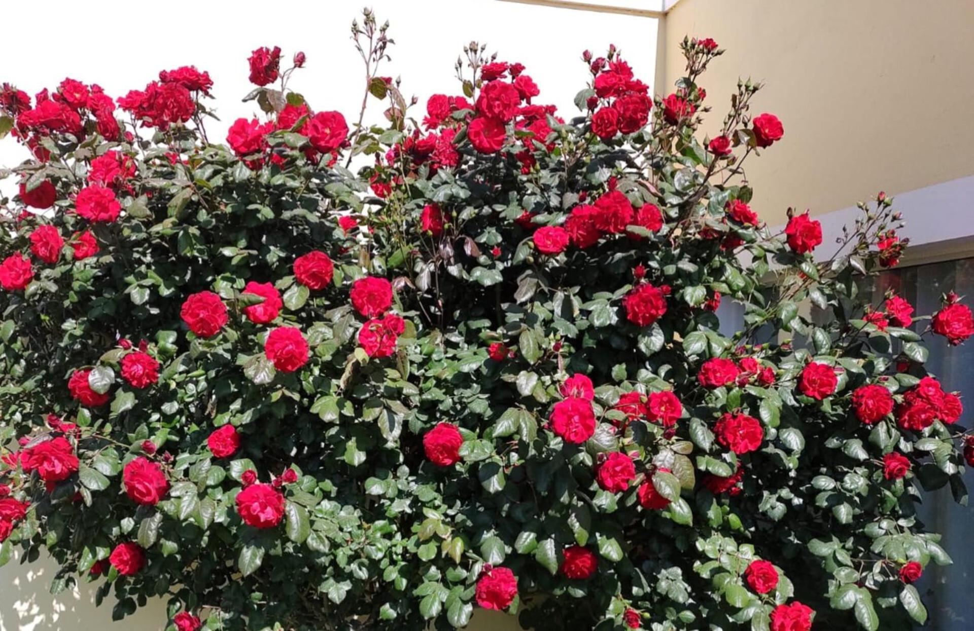 Mil Rosas Las Grutas Exterior foto
